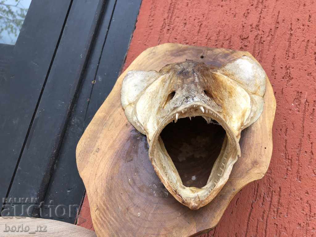 9916. REPLACED HEAD OF HEAD - 5 9916. REPLACED HEAD OF HEAD - 5