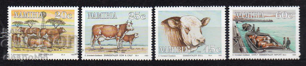 1993. Namibia. Growing and marketing of Simemalar cattle.