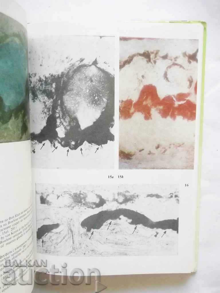 Auction  Fluorescent Properties of Cells... Asen Hadjiolov 1989