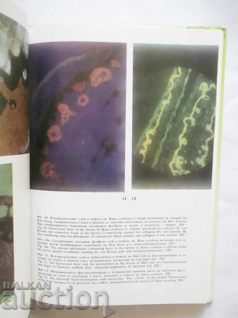 Delivery of Fluorescent Properties of Cells... Asen Hadjiolov 1989