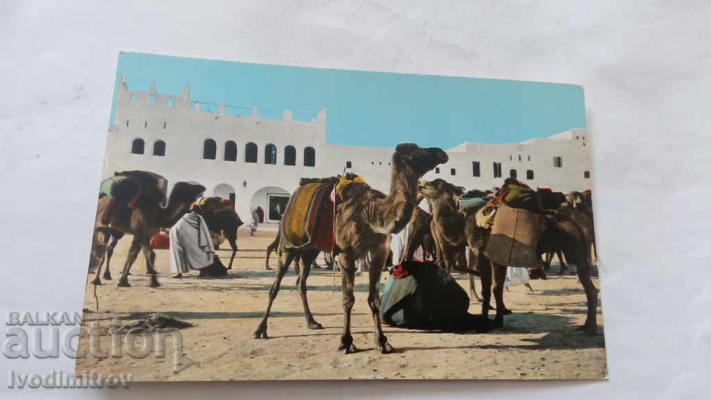 Καρτ ποστάλ Ghardaia Oasis