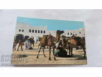 Carte poștală Ghardaia Oasis