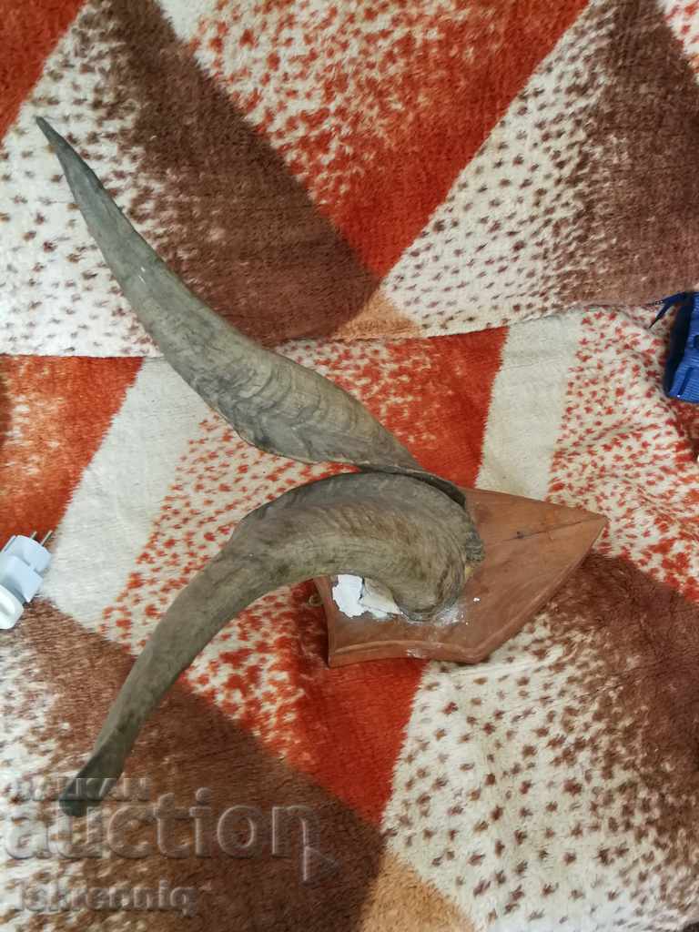 Trophy Horn with price 85.00 BGN | € 43.46 Trophy Horn with price 85.00 BGN | € 43.46