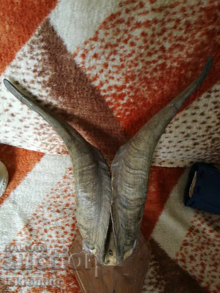 Auction Trophy Horn Auction Trophy Horn