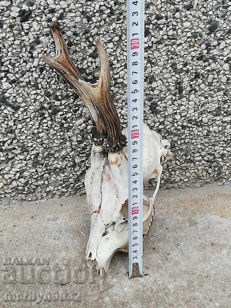 Hunting trophy skull with horned deer with price 60.00 BGN | € 30.68 Hunting trophy skull with horned deer with price 60.00 BGN | € 30.68