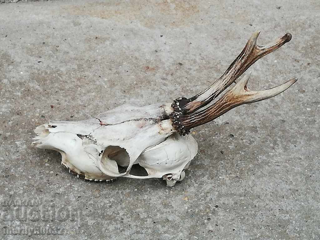Auction Hunting trophy skull with horned deer Auction Hunting trophy skull with horned deer