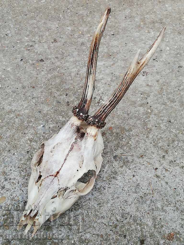 Delivery of Hunting trophy skull with horned deer Delivery of Hunting trophy skull with horned deer