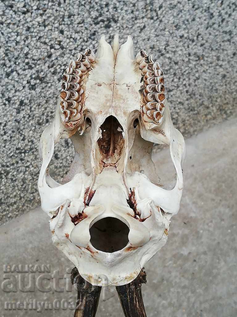 Hunting trophy skull with horned deer - 5 Hunting trophy skull with horned deer - 5