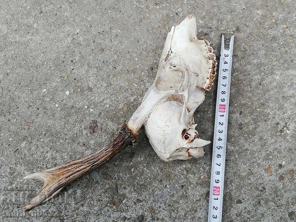 Hunting trophy skull with horned deer - 6 Hunting trophy skull with horned deer - 6