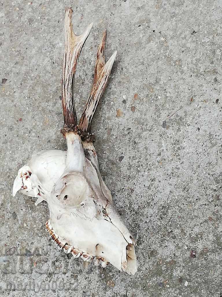 Hunting trophy skull with horned deer - 7 Hunting trophy skull with horned deer - 7