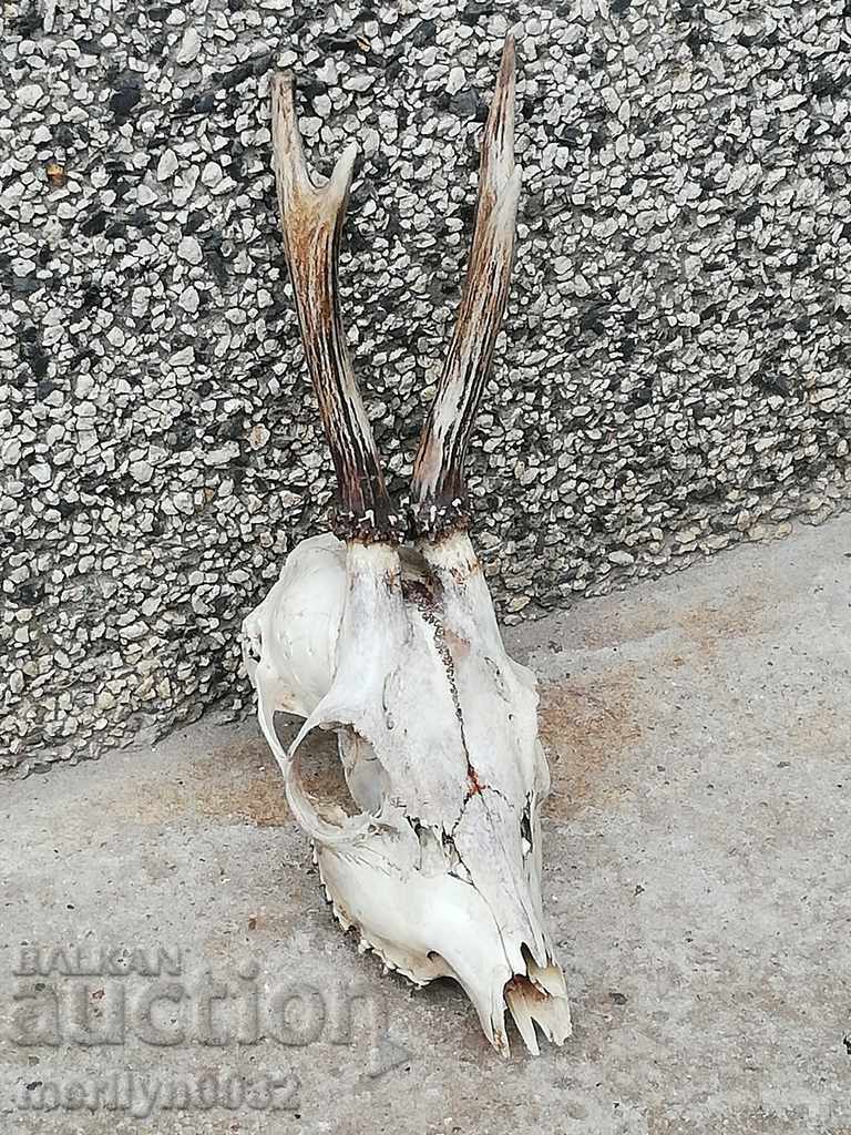 Hunting trophy skull with horned deer