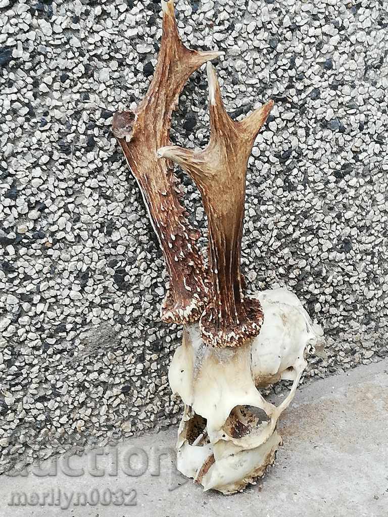 Câine de trofeu de vânătoare cu coarne de petrecere cu preț 49.00 BGN | € 25.05