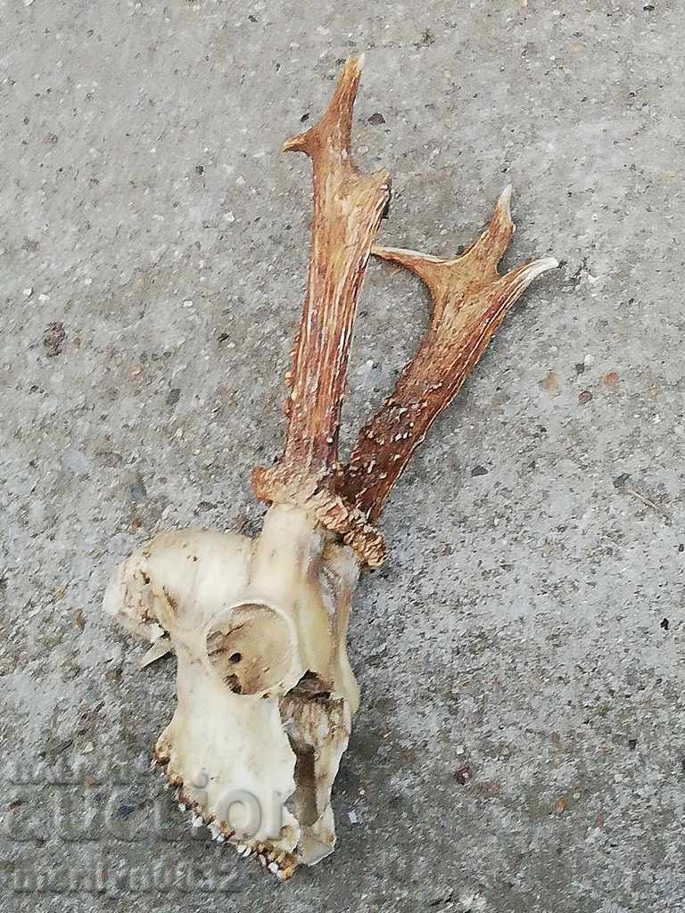 Livrarea Câine de trofeu de vânătoare cu coarne de petrecere