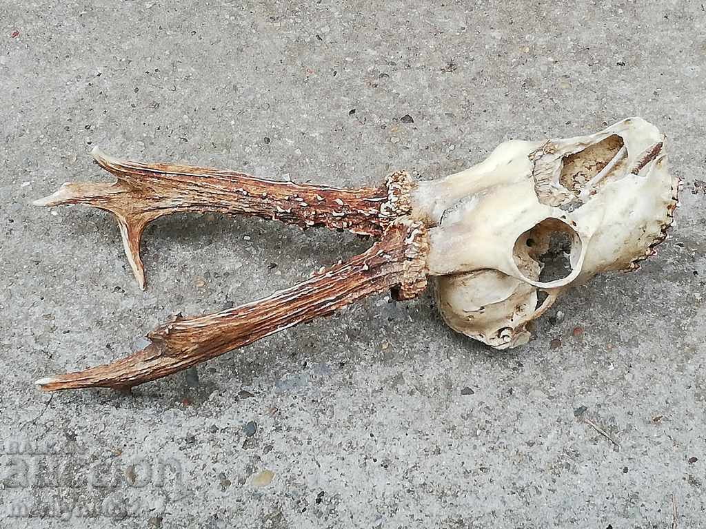 Câine de trofeu de vânătoare cu coarne de petrecere - 5