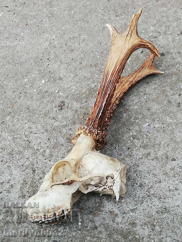 Câine de trofeu de vânătoare cu coarne de petrecere - 6