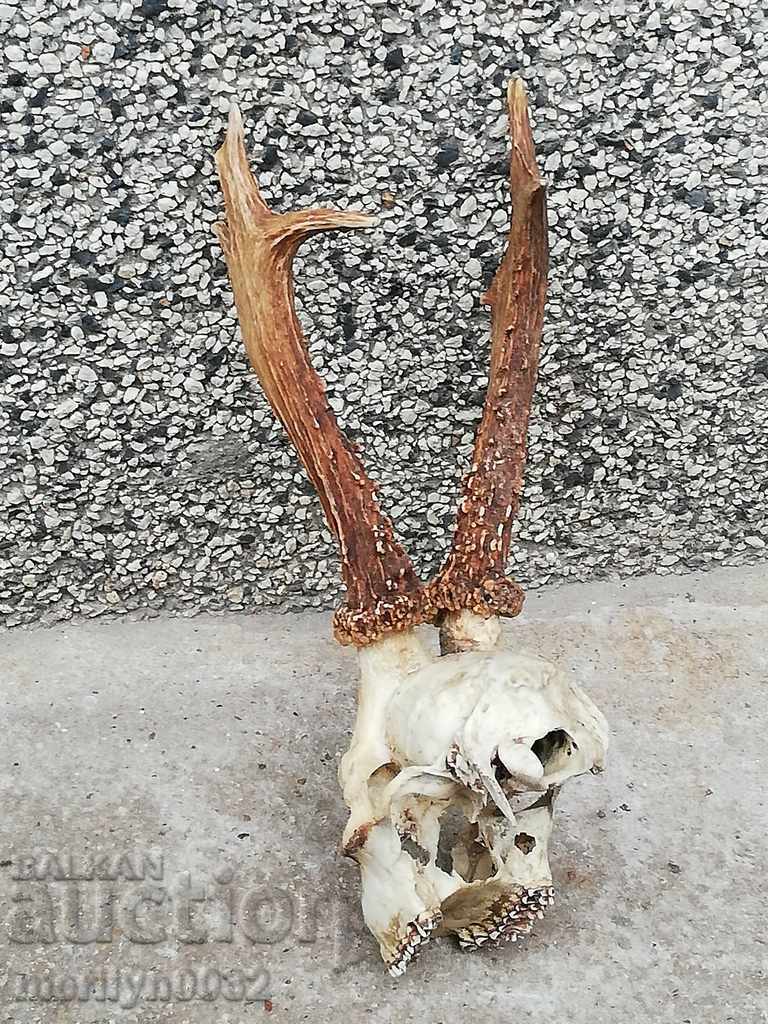 Câine de trofeu de vânătoare cu coarne de petrecere - 7