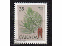 1979. Canada. Tree branches - Pinus strobus.