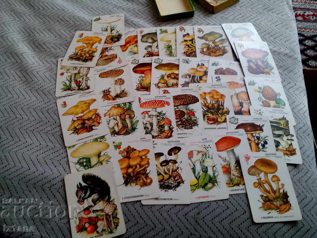 Old Mushrooms with price 40.00 BGN | € 20.45 Old Mushrooms with price 40.00 BGN | € 20.45