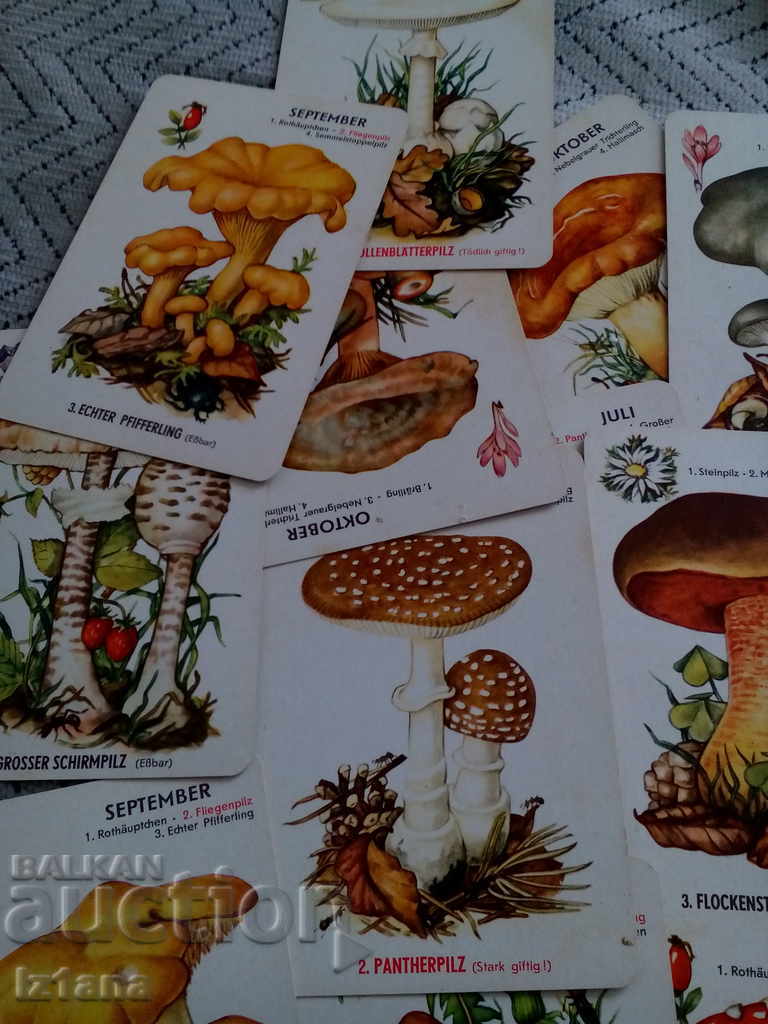 Auction Old Mushrooms Auction Old Mushrooms