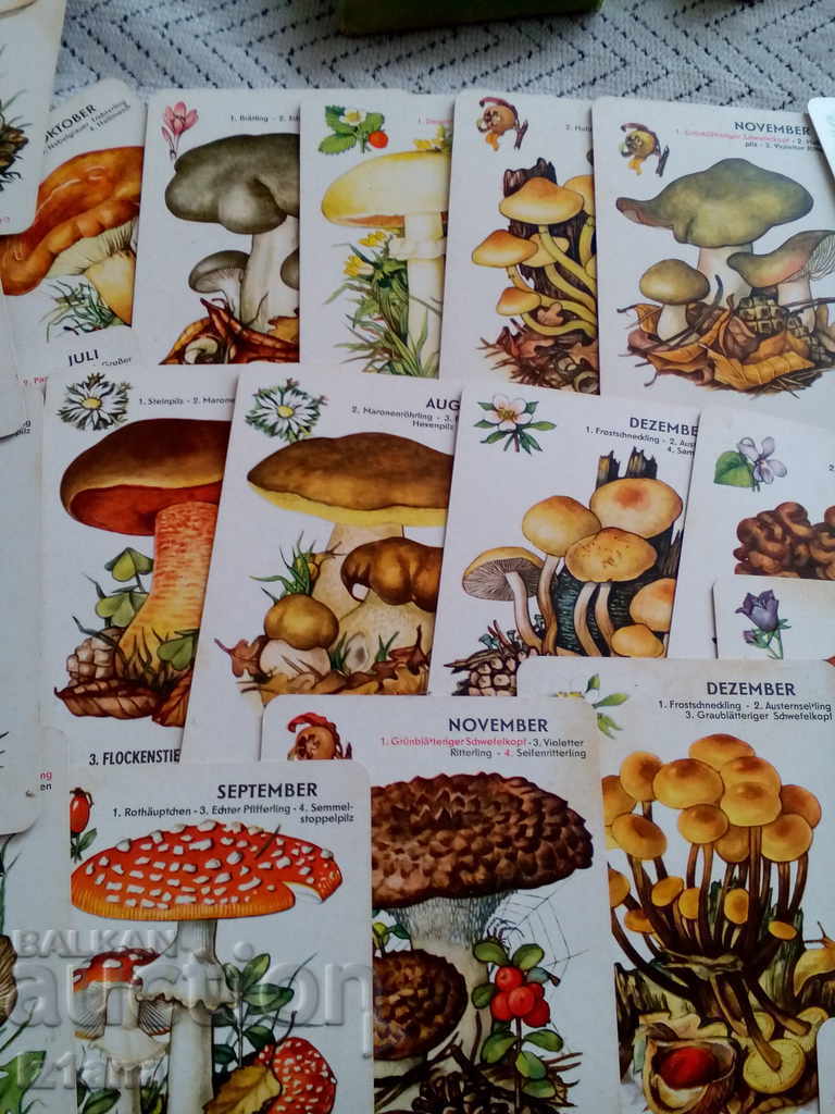 Delivery of Old Mushrooms Delivery of Old Mushrooms