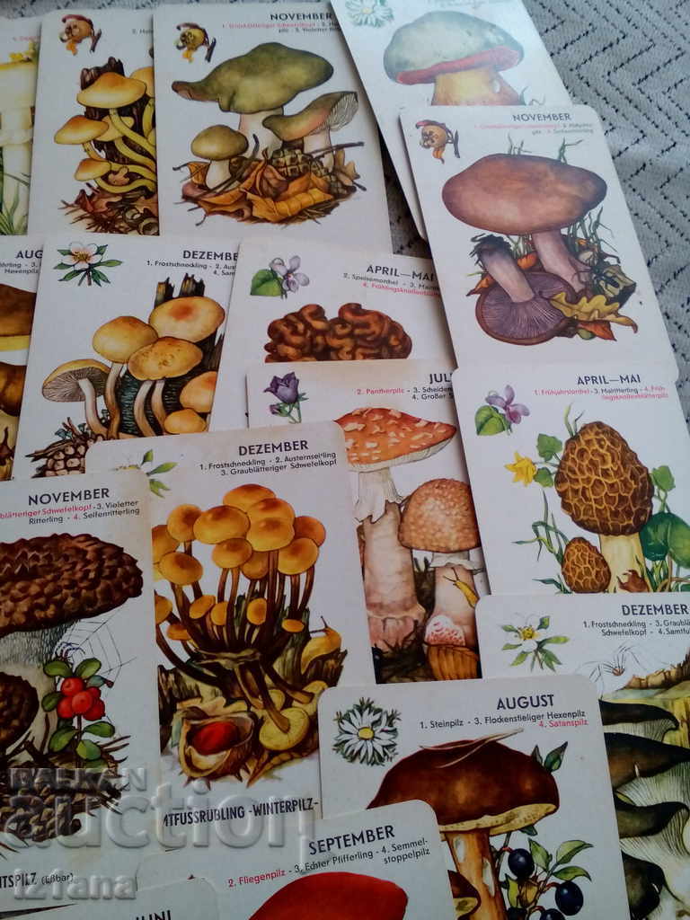 Old Mushrooms - 5 Old Mushrooms - 5