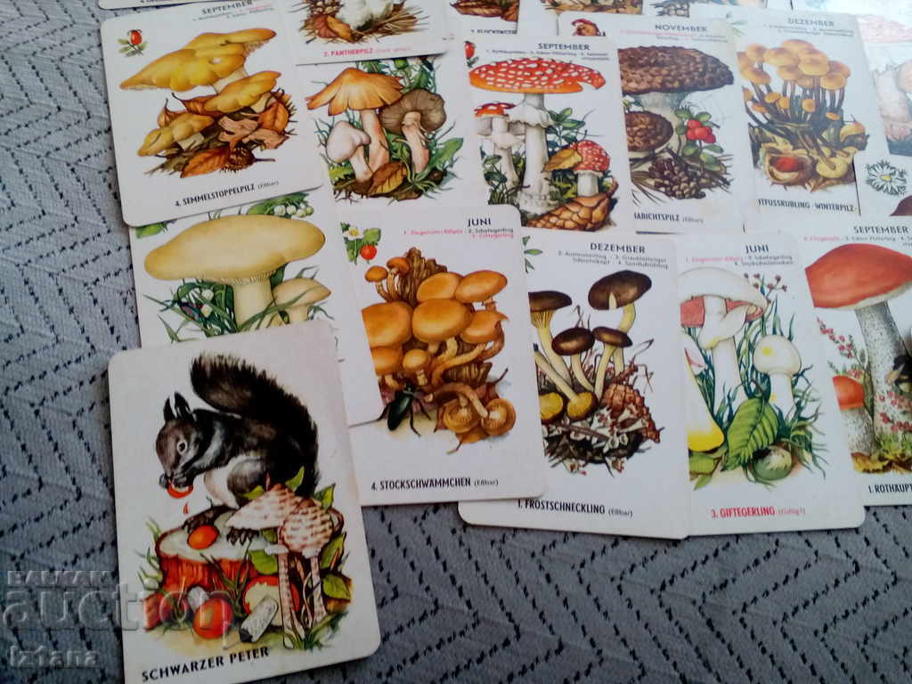 Old Mushrooms - 6 Old Mushrooms - 6