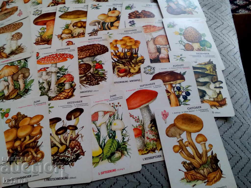 Old Mushrooms - 7 Old Mushrooms - 7