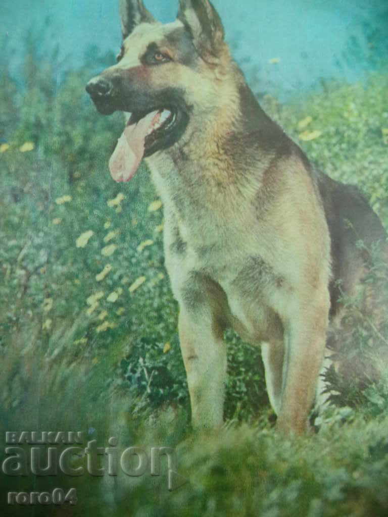 OVCHARKA - KABOEZ - FRAME - GLASS with price 17.00 BGN | € 8.69 OVCHARKA - KABOEZ - FRAME - GLASS with price 17.00 BGN | € 8.69