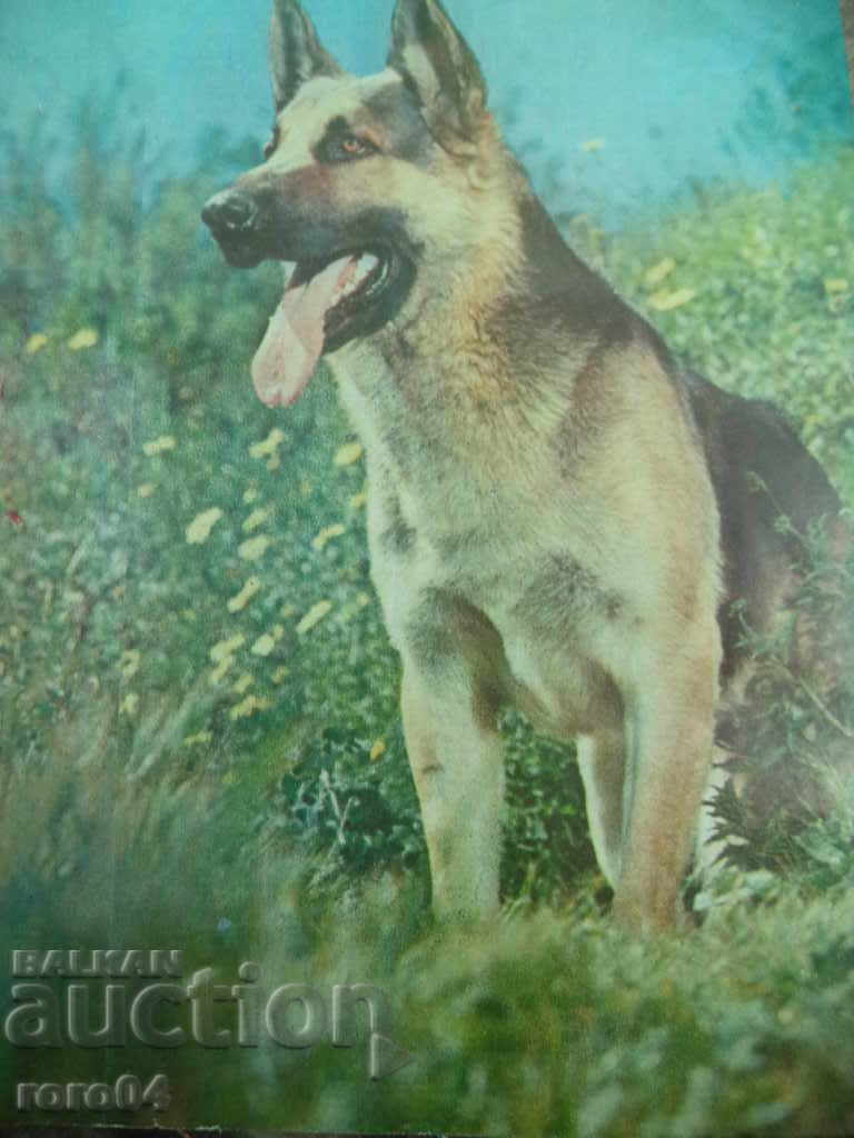 Delivery of OVCHARKA - KABOEZ - FRAME - GLASS Delivery of OVCHARKA - KABOEZ - FRAME - GLASS