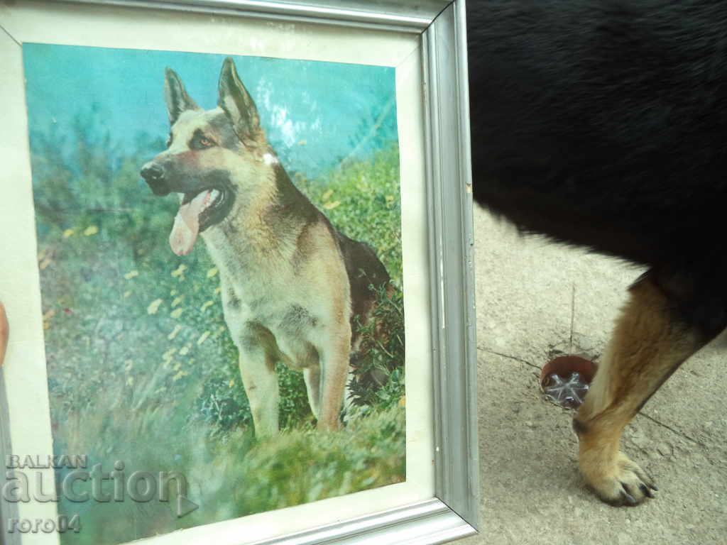 OVCHARKA - KABOEZ - FRAME - GLASS - 5 OVCHARKA - KABOEZ - FRAME - GLASS - 5