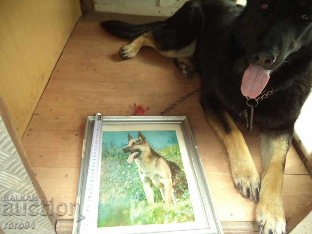 OVCHARKA - KABOEZ - FRAME - GLASS - 6