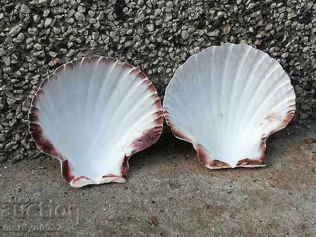Râse scoici ocean shell, un cadou de la marea caldă cu preț 39.00 BGN | € 19.94
