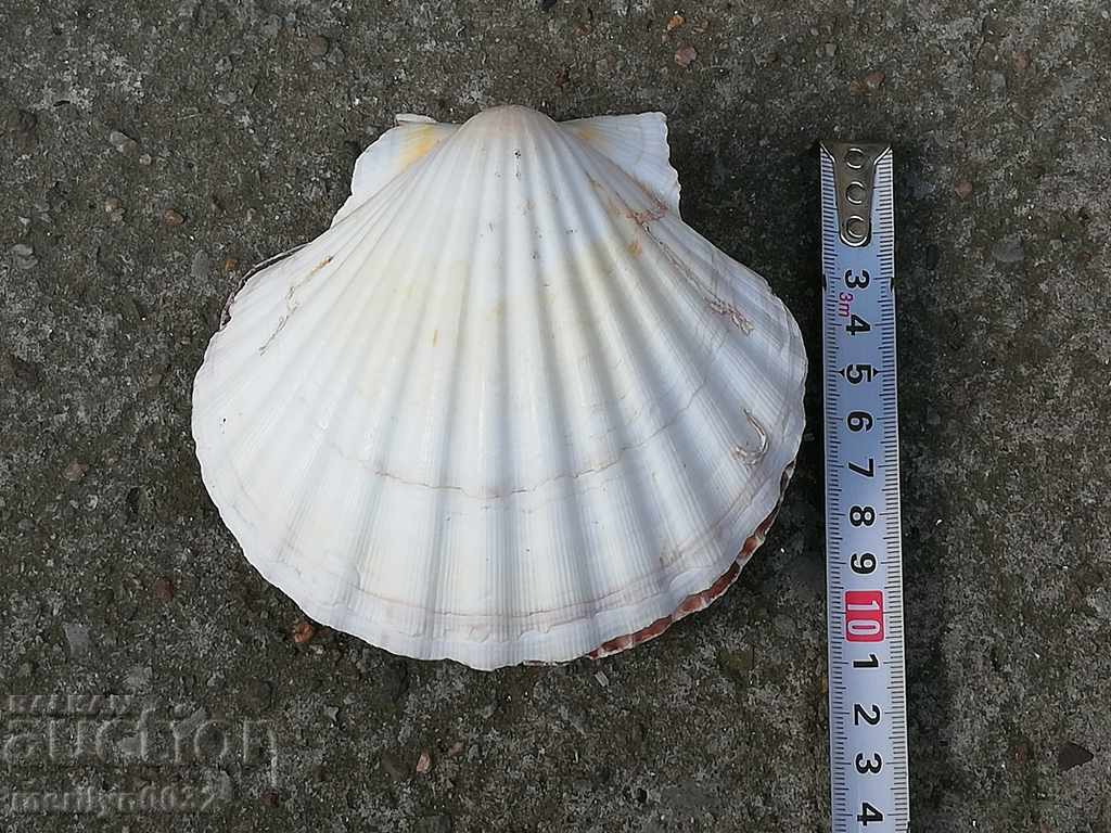 Licitație Râse scoici ocean shell, un cadou de la marea caldă