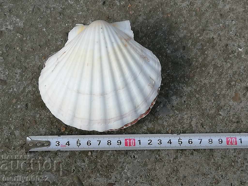 Livrarea Râse scoici ocean shell, un cadou de la marea caldă