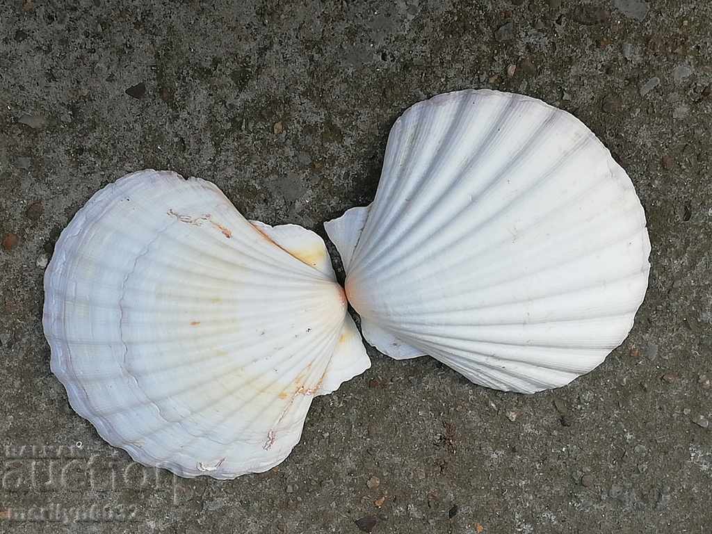 Râse scoici ocean shell, un cadou de la marea caldă - 5