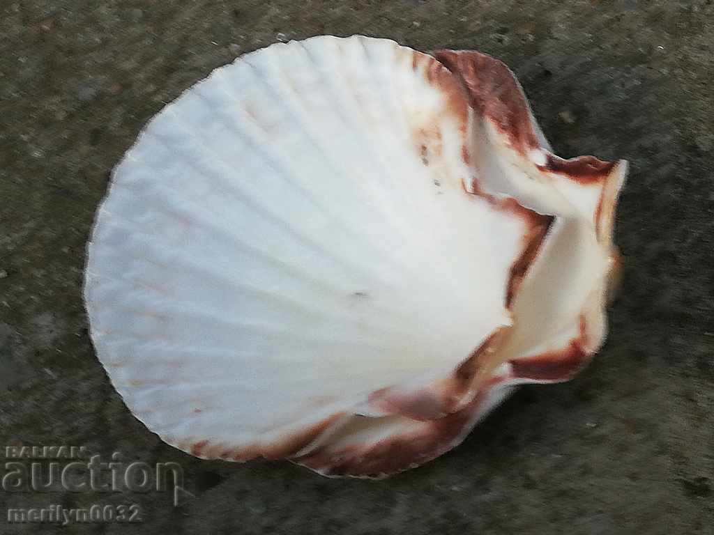 Râse scoici ocean shell, un cadou de la marea caldă - 7