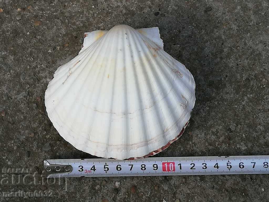 Rare ocean shell mussels, a gift from the warm seas with price 39.00 BGN | € 19.94 Rare ocean shell mussels, a gift from the warm seas with price 39.00 BGN | € 19.94