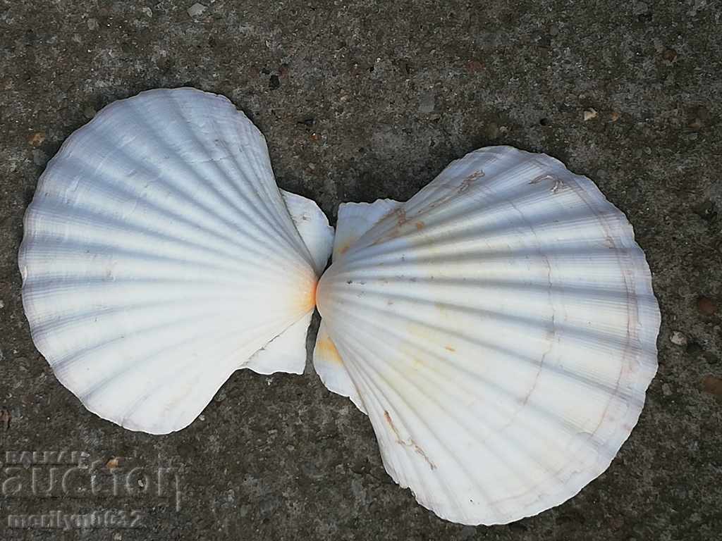 Auction Rare ocean shell mussels, a gift from the warm seas Auction Rare ocean shell mussels, a gift from the warm seas