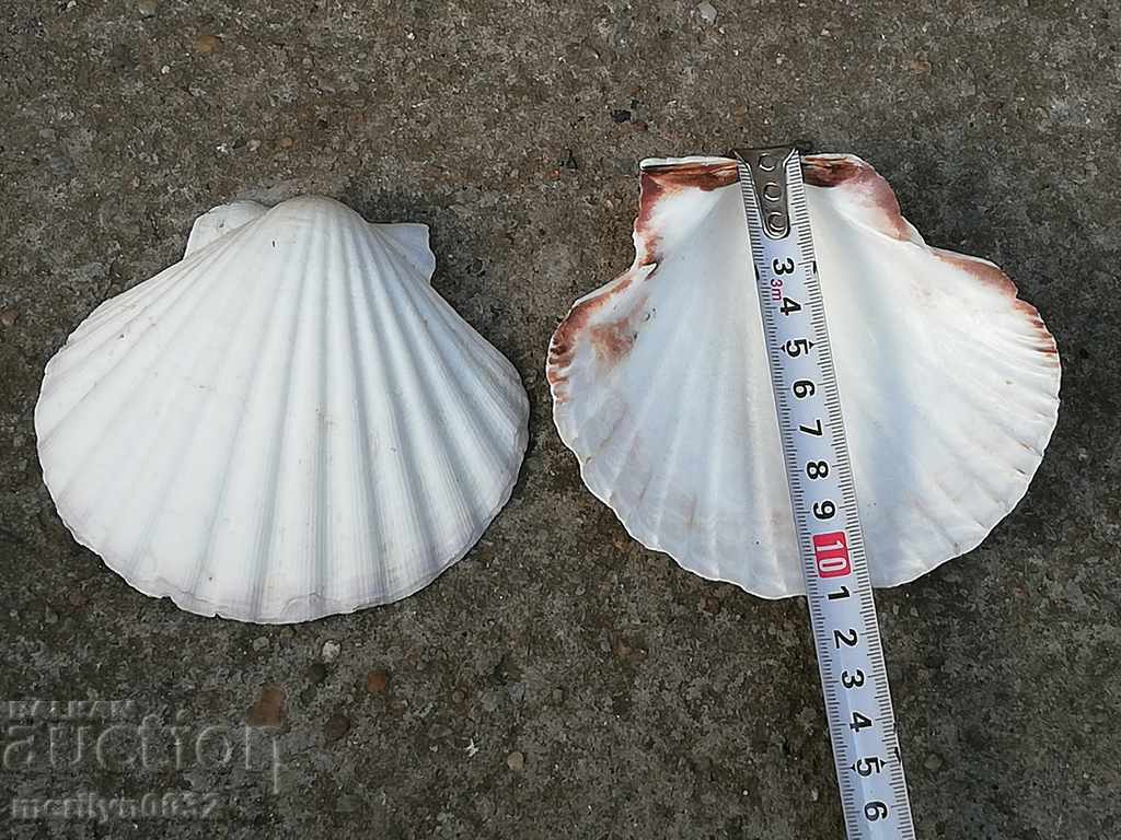 Delivery of Rare ocean shell mussels, a gift from the warm seas Delivery of Rare ocean shell mussels, a gift from the warm seas