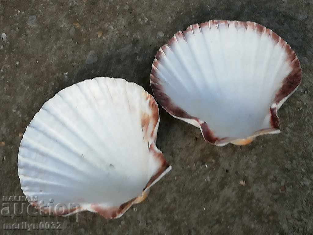 Rare ocean shell mussels, a gift from the warm seas - 5 Rare ocean shell mussels, a gift from the warm seas - 5