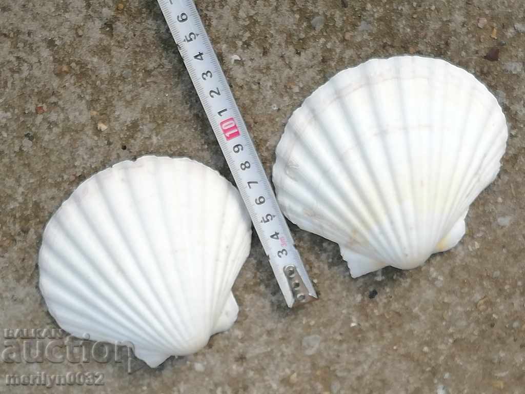 Rare ocean shell mussels, a gift from the warm seas - 6 Rare ocean shell mussels, a gift from the warm seas - 6