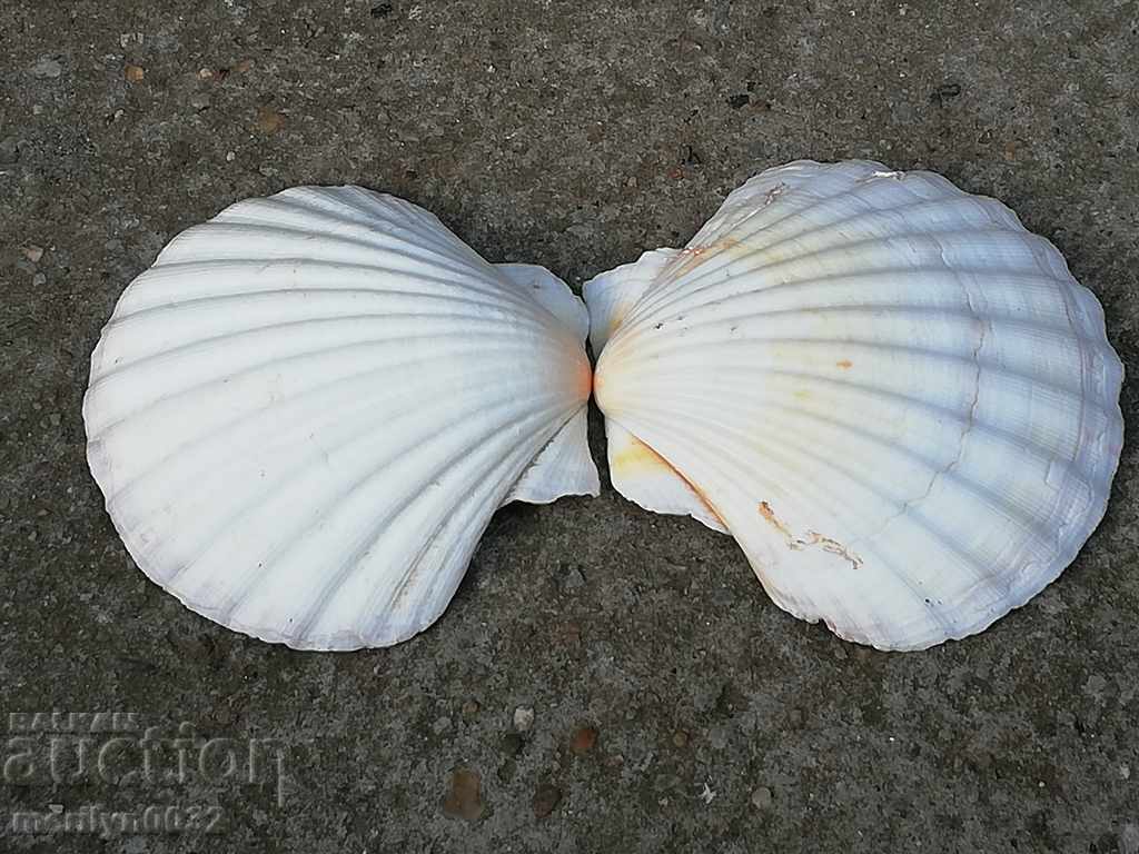 Rare ocean shell mussels, a gift from the warm seas - 7 Rare ocean shell mussels, a gift from the warm seas - 7