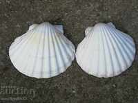 Rare ocean shell mussels, a gift from the warm seas