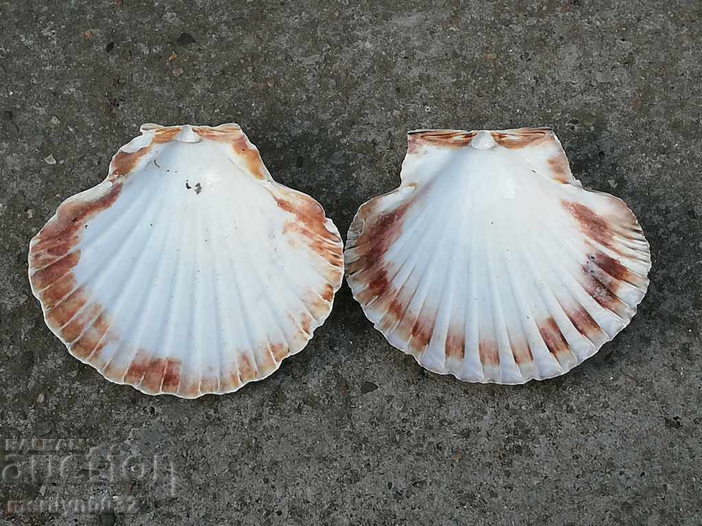 Σπάνια μύδια κελύφους των ωκεανών, ένα δώρο από τις θερμές θάλασσες με τιμή 39.00 BGN | € 19.94 Σπάνια μύδια κελύφους των ωκεανών, ένα δώρο από τις θερμές θάλασσες με τιμή 39.00 BGN | € 19.94