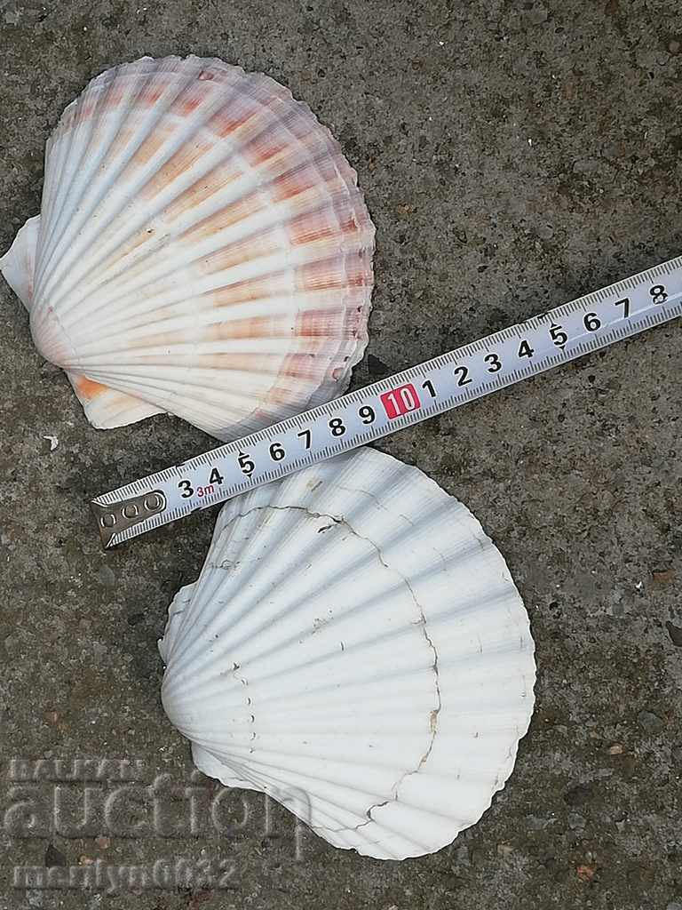 Δημοπρασία Σπάνια μύδια κελύφους των ωκεανών, ένα δώρο από τις θερμές θάλασσες Δημοπρασία Σπάνια μύδια κελύφους των ωκεανών, ένα δώρο από τις θερμές θάλασσες