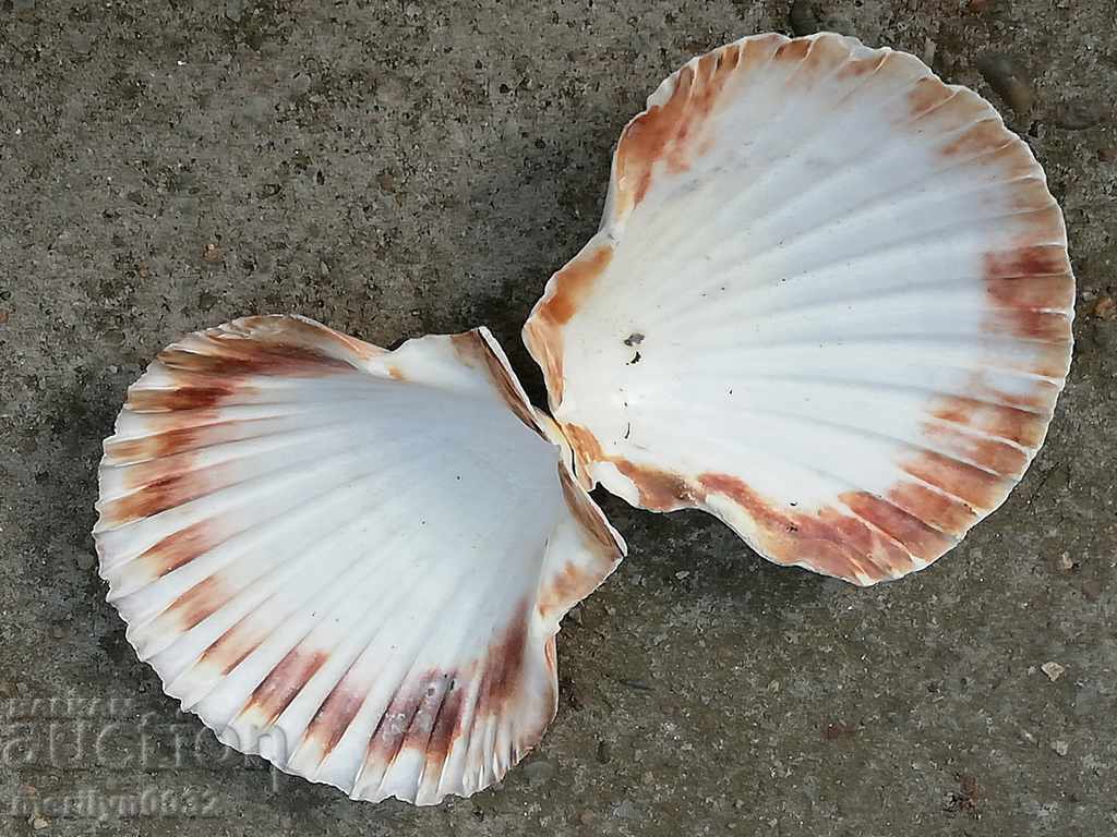 Παράδοση Σπάνια μύδια κελύφους των ωκεανών, ένα δώρο από τις θερμές θάλασσες Παράδοση Σπάνια μύδια κελύφους των ωκεανών, ένα δώρο από τις θερμές θάλασσες