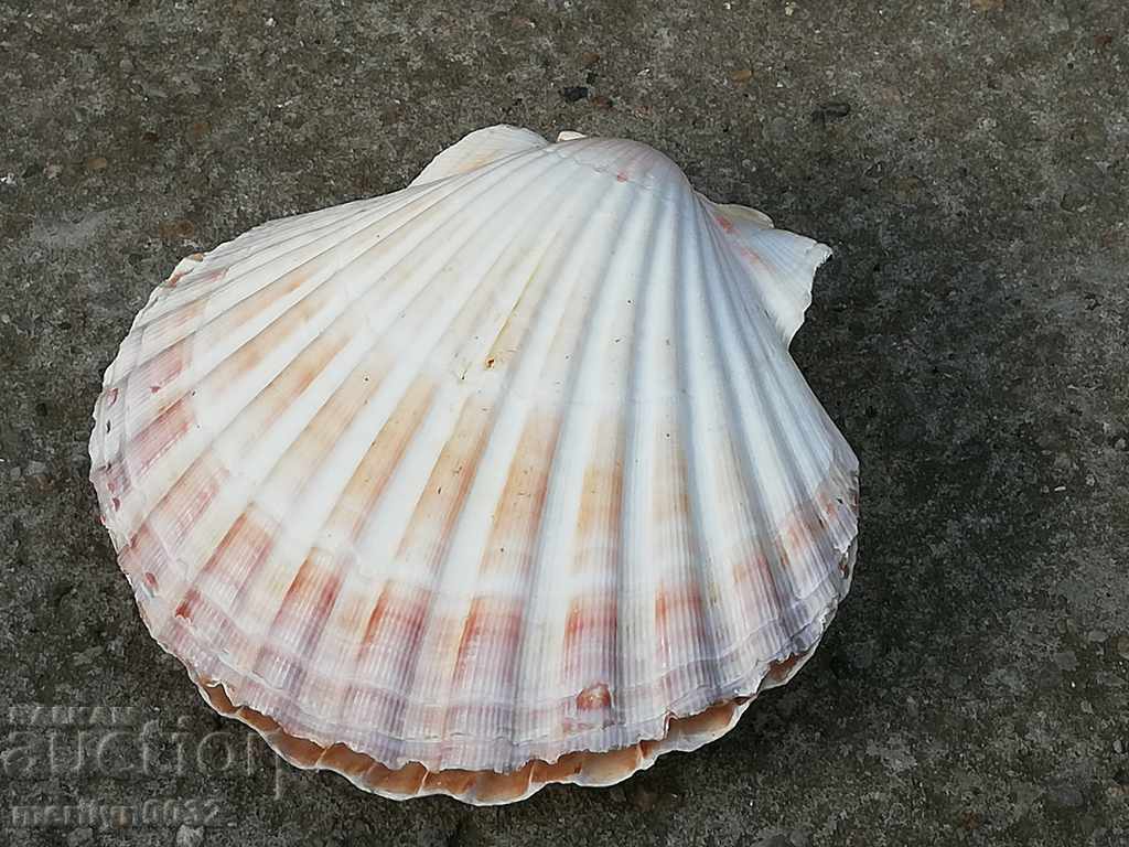 Σπάνια μύδια κελύφους των ωκεανών, ένα δώρο από τις θερμές θάλασσες - 5 Σπάνια μύδια κελύφους των ωκεανών, ένα δώρο από τις θερμές θάλασσες - 5