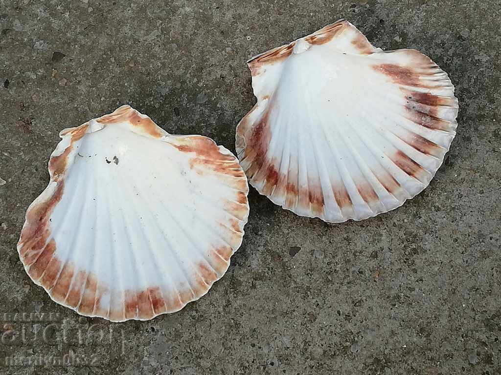 Σπάνια μύδια κελύφους των ωκεανών, ένα δώρο από τις θερμές θάλασσες - 6 Σπάνια μύδια κελύφους των ωκεανών, ένα δώρο από τις θερμές θάλασσες - 6