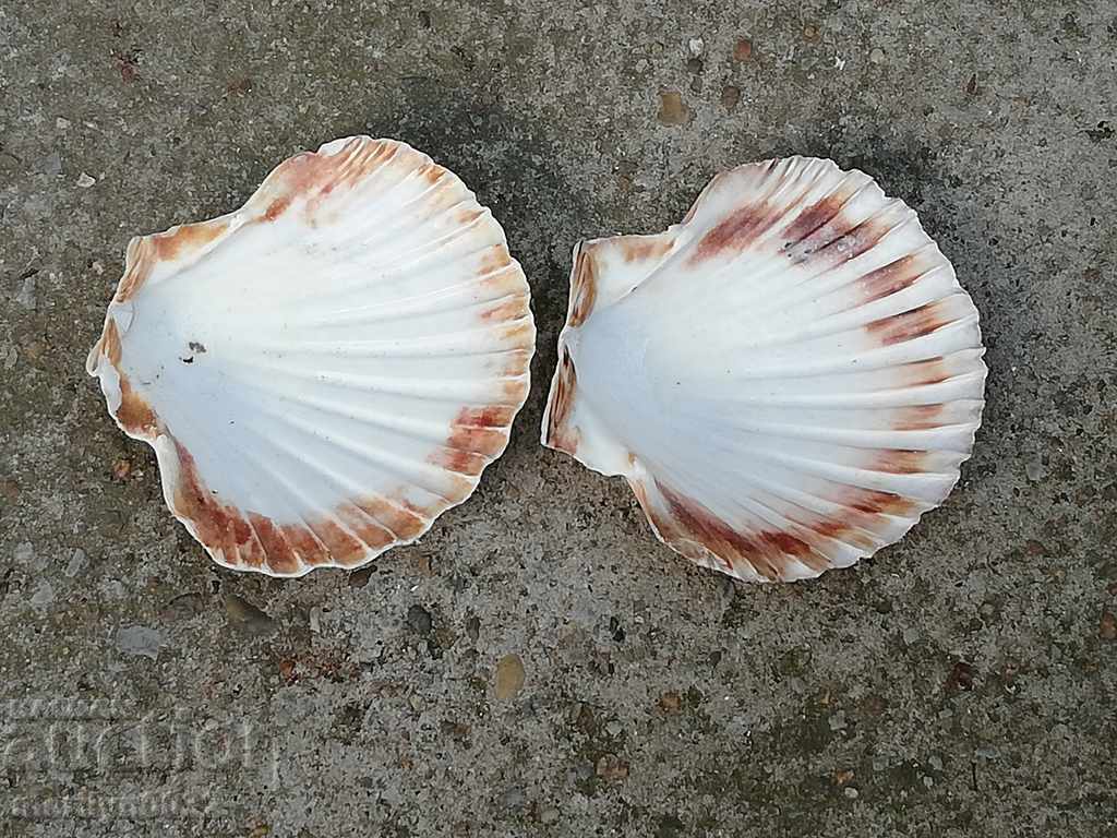 Σπάνια μύδια κελύφους των ωκεανών, ένα δώρο από τις θερμές θάλασσες - 7 Σπάνια μύδια κελύφους των ωκεανών, ένα δώρο από τις θερμές θάλασσες - 7