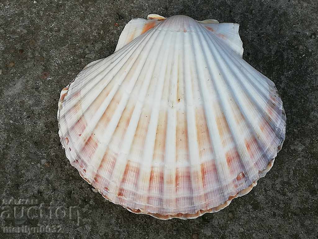 Rare ocean shell mussels, a gift from the warm seas